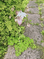 Ancolie commune - Aquilegia vulgaris